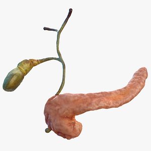 human pancreas gallbladder gall 3D model