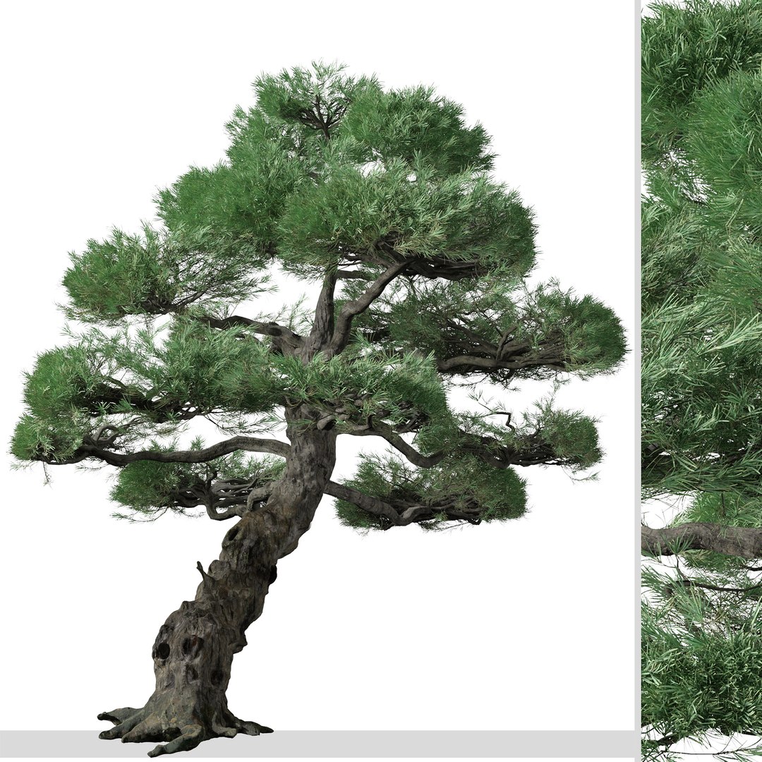 Set of Japanese white pine or Pinus parviflora Tree 3D model https://p.turbosquid.com/ts-thumb/NL/vqYuIz/3w/japanesewhitepine4/jpg/1665224649/1920x1080/fit_q87/ab525d1472bdda24ecddd90c4089f783aa417af7/japanesewhitepine4.jpg