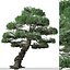 Set of Japanese white pine or Pinus parviflora Tree 3D model