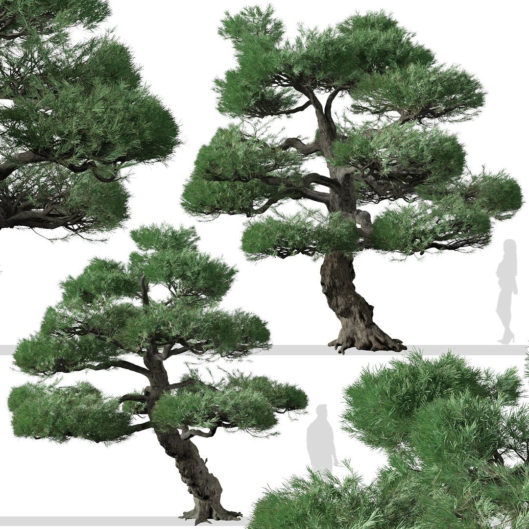Set of Japanese white pine or Pinus parviflora Tree 3D model https://p.turbosquid.com/ts-thumb/NL/vqYuIz/4b/japanesewhitepine3/jpg/1665225073/1920x1080/fit_q87/87c4caf8b3562885788bf9d9e724d2f58839c890/japanesewhitepine3.jpg