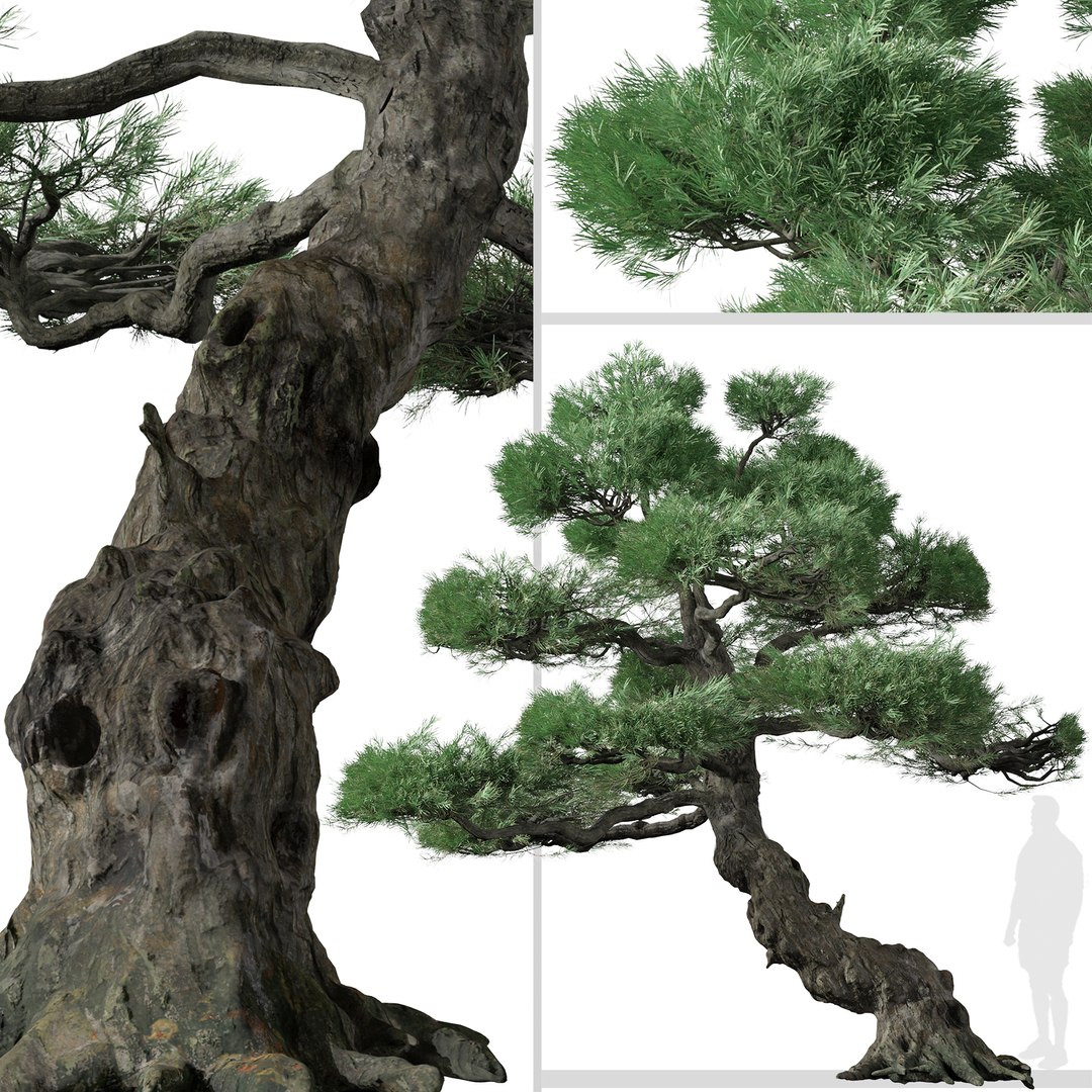Set of Japanese white pine or Pinus parviflora Tree 3D model https://p.turbosquid.com/ts-thumb/NL/vqYuIz/8N/japanesewhitepine1t0/jpg/1665225245/1920x1080/fit_q87/647f51125300f1aff895779c9d9c0d5f2b3d2558/japanesewhitepine1t0.jpg