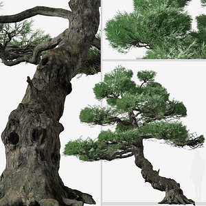 Set of Japanese white pine or Pinus parviflora Tree 3D model