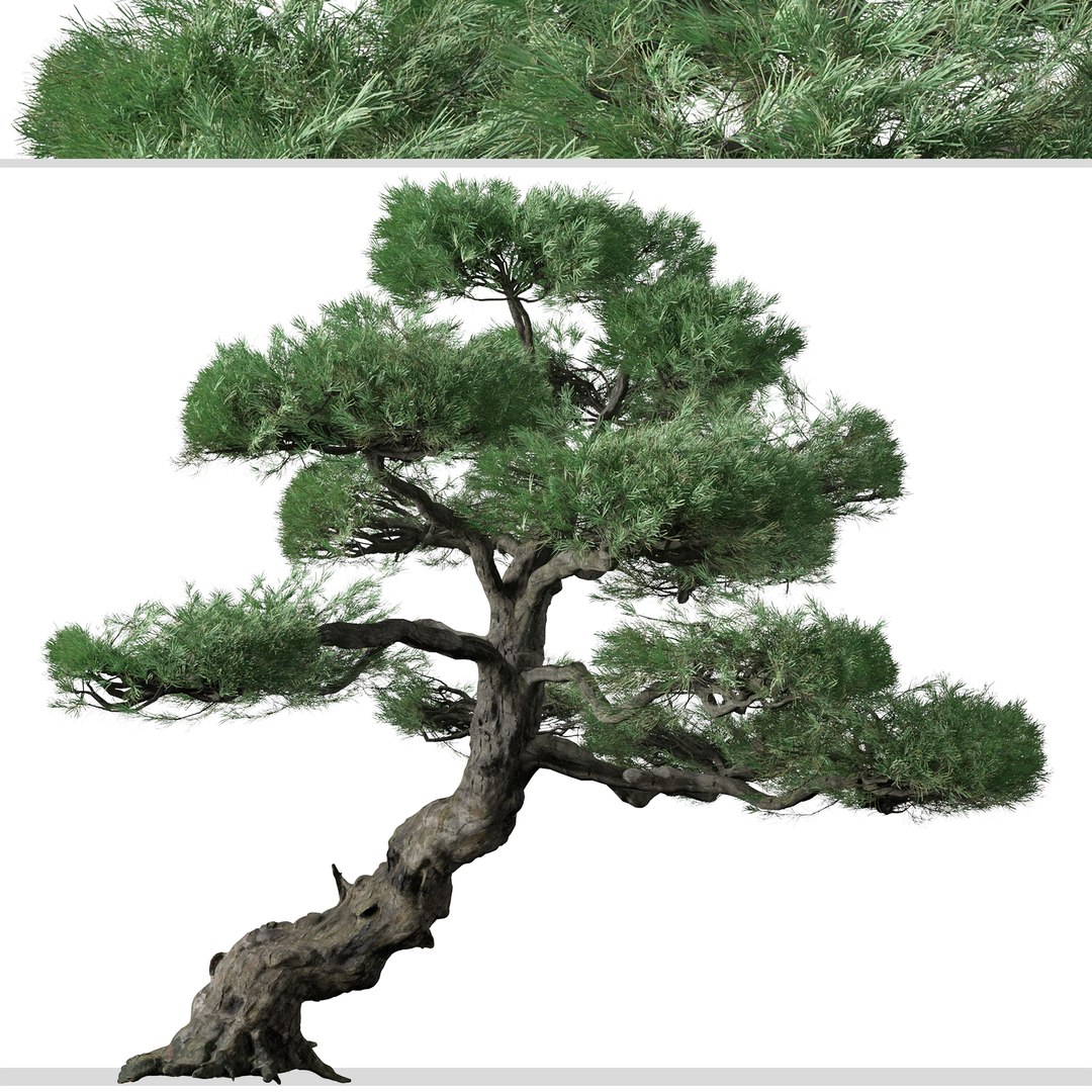 Set of Japanese white pine or Pinus parviflora Tree 3D model https://p.turbosquid.com/ts-thumb/NL/vqYuIz/Nd/japanesewhitepine5/jpg/1665224650/1920x1080/fit_q87/1ad0ef1c738b2f6e6e92c4841e31d1f4669713eb/japanesewhitepine5.jpg