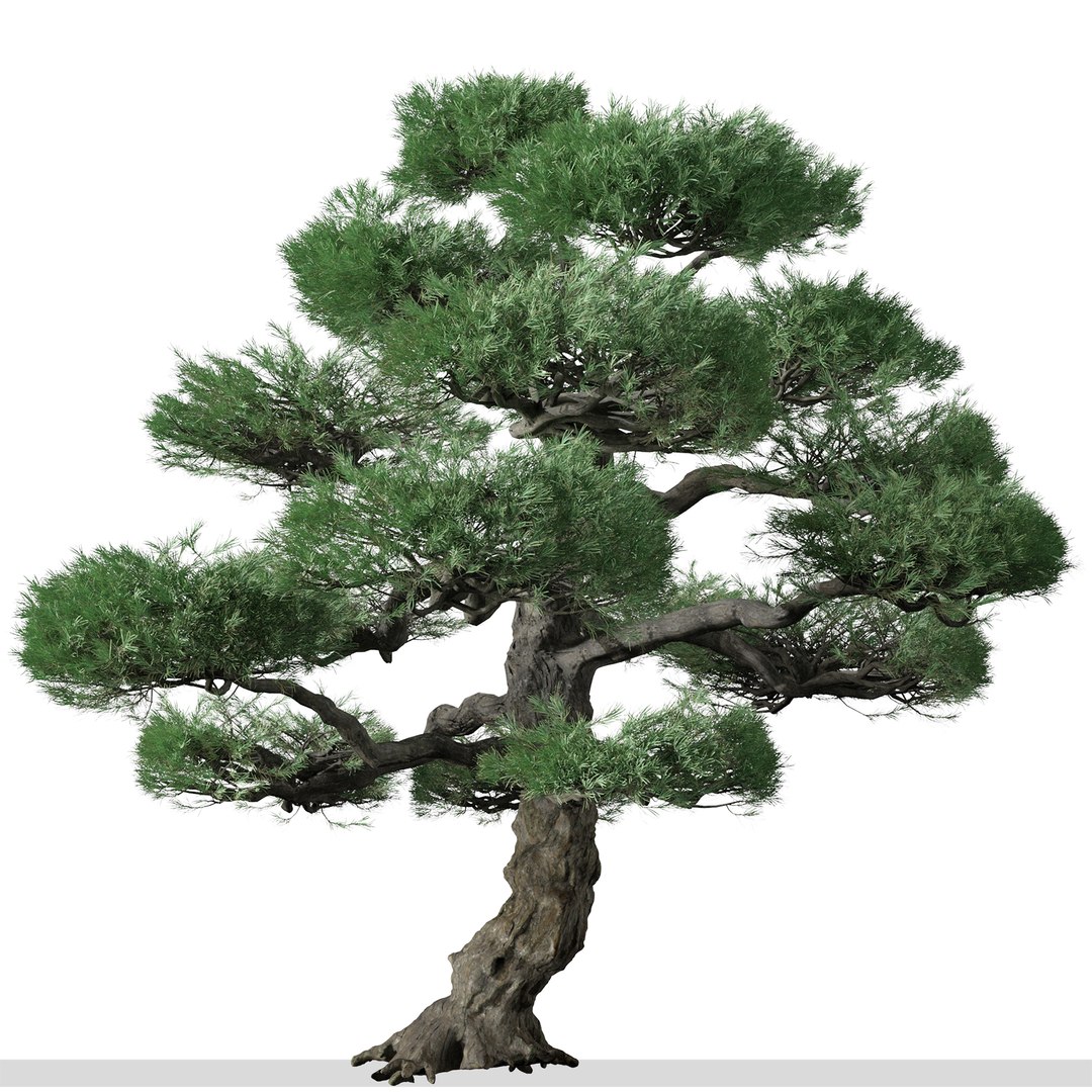 Set of Japanese white pine or Pinus parviflora Tree 3D model https://p.turbosquid.com/ts-thumb/NL/vqYuIz/qx/japanesewhitepine2/jpg/1665224725/1920x1080/fit_q87/cae8e3cbe5419bc451629b34dc32bee9a41019e6/japanesewhitepine2.jpg