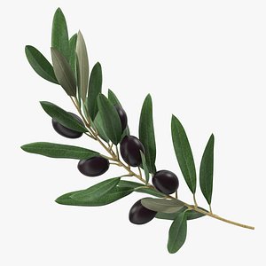 Olive Branch with Black Olives