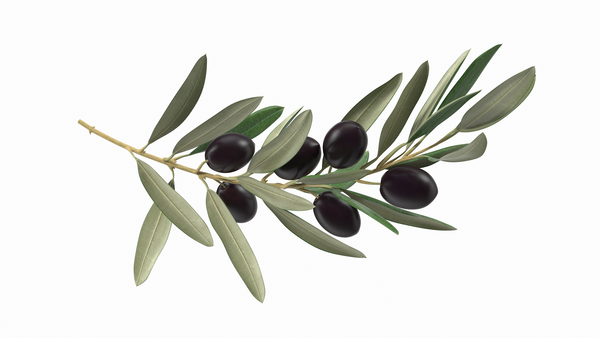 3D Model Olive Branch With Black Olives - TurboSquid 1947594