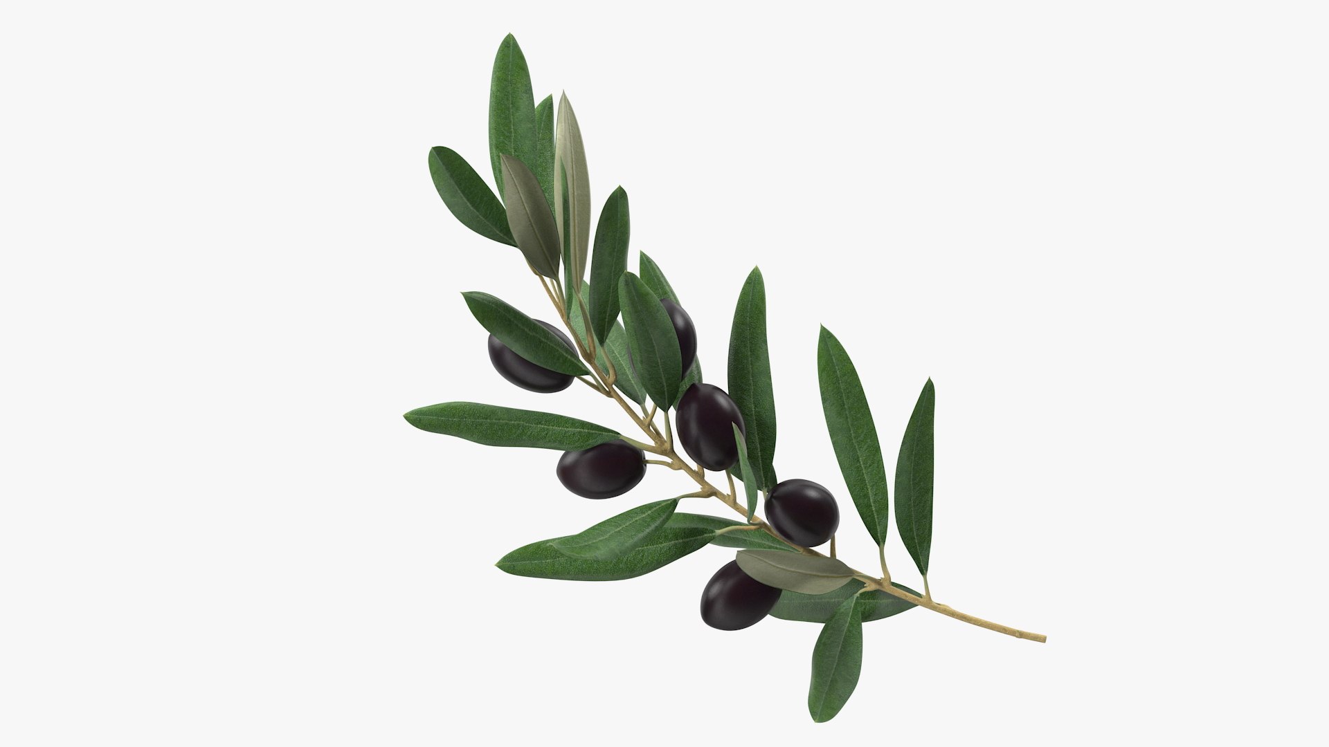 3D model Olive Branch with Black Olives - TurboSquid 1947594