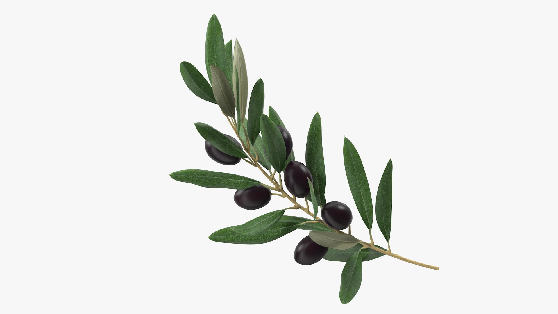 Olive Branches Collection 3D model preview
