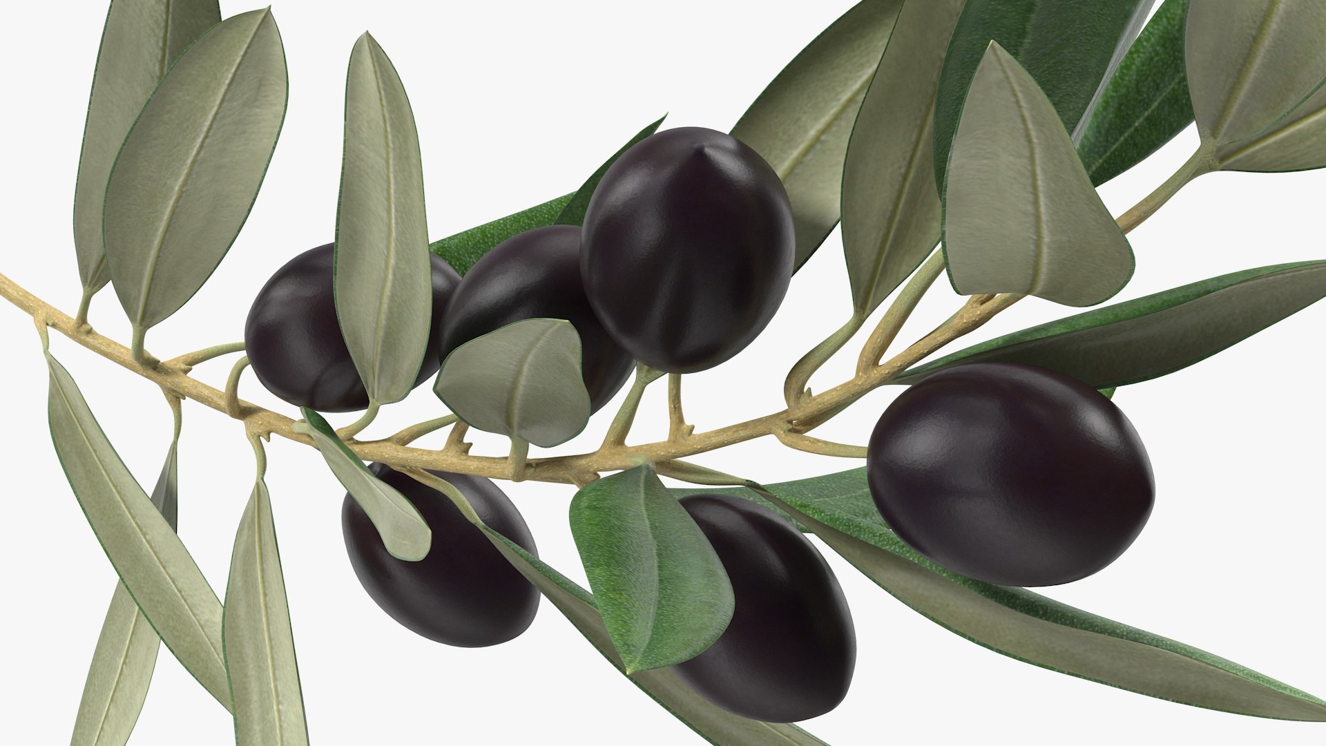 3D model Olive Branch with Black Olives TurboSquid 1947594