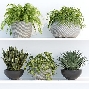 indoor plants on shelf collection vol 96 3D model