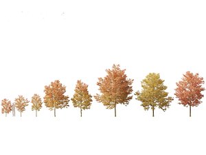 Acer buergerianum - Trident maple 02