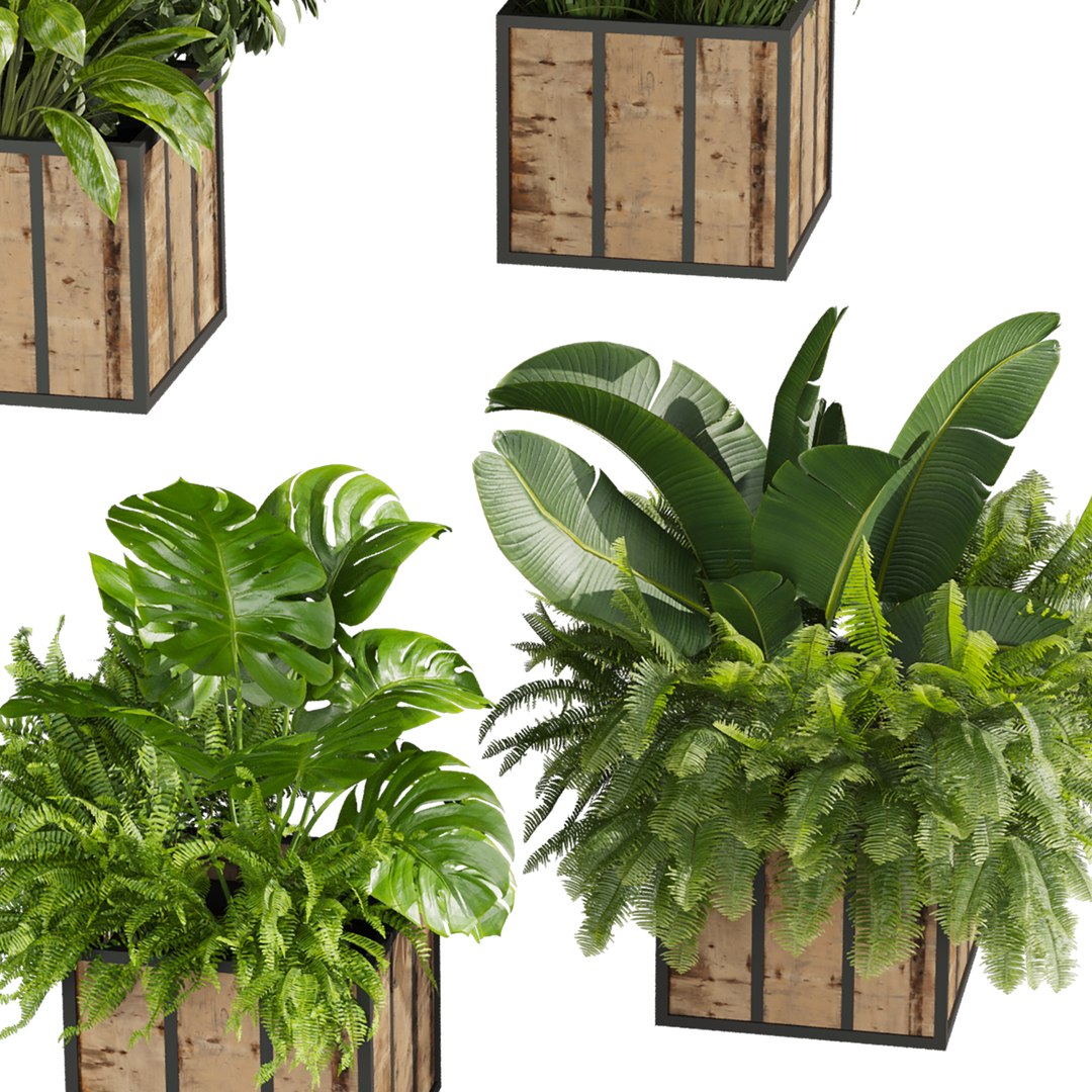 plant vol 815 - box - banana - office 3D https://p.turbosquid.com/ts-thumb/NM/4aoXQb/Au/4/jpg/1767756961/1920x1080/fit_q87/1466065f967c0f0f8804468bc824b70787bb22c3/4.jpg