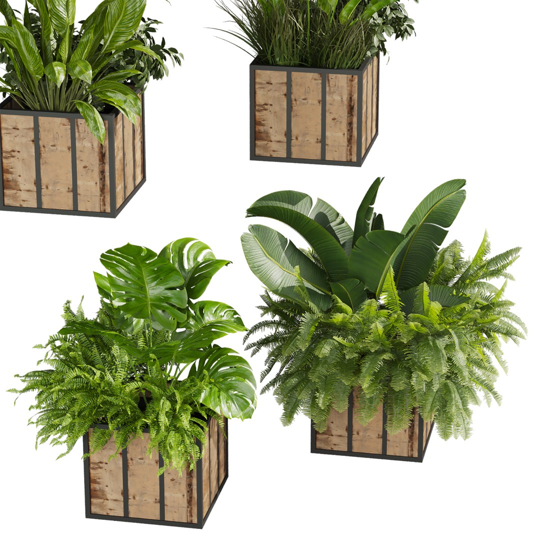 plant vol 815 - box - banana - office 3D https://p.turbosquid.com/ts-thumb/NM/4aoXQb/pR/2/jpg/1767756959/1920x1080/fit_q87/7b3782c0143b161e7a94d7c8d018f121a87117d4/2.jpg