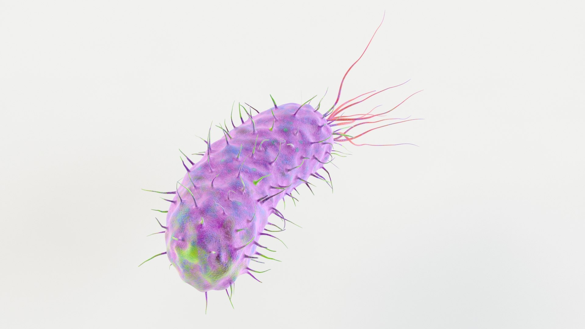 Bacillus 3D Model - TurboSquid 1506619