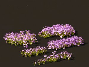 3D model Phlox stolonifera - creeping phlox