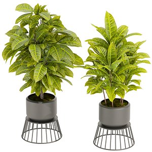 Collection plant vol 393 - indoor - leaf - pot - Croton -  blender - 3dmax - cinema 4d 3D model