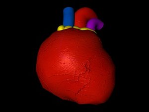 heart internal organ 3d model