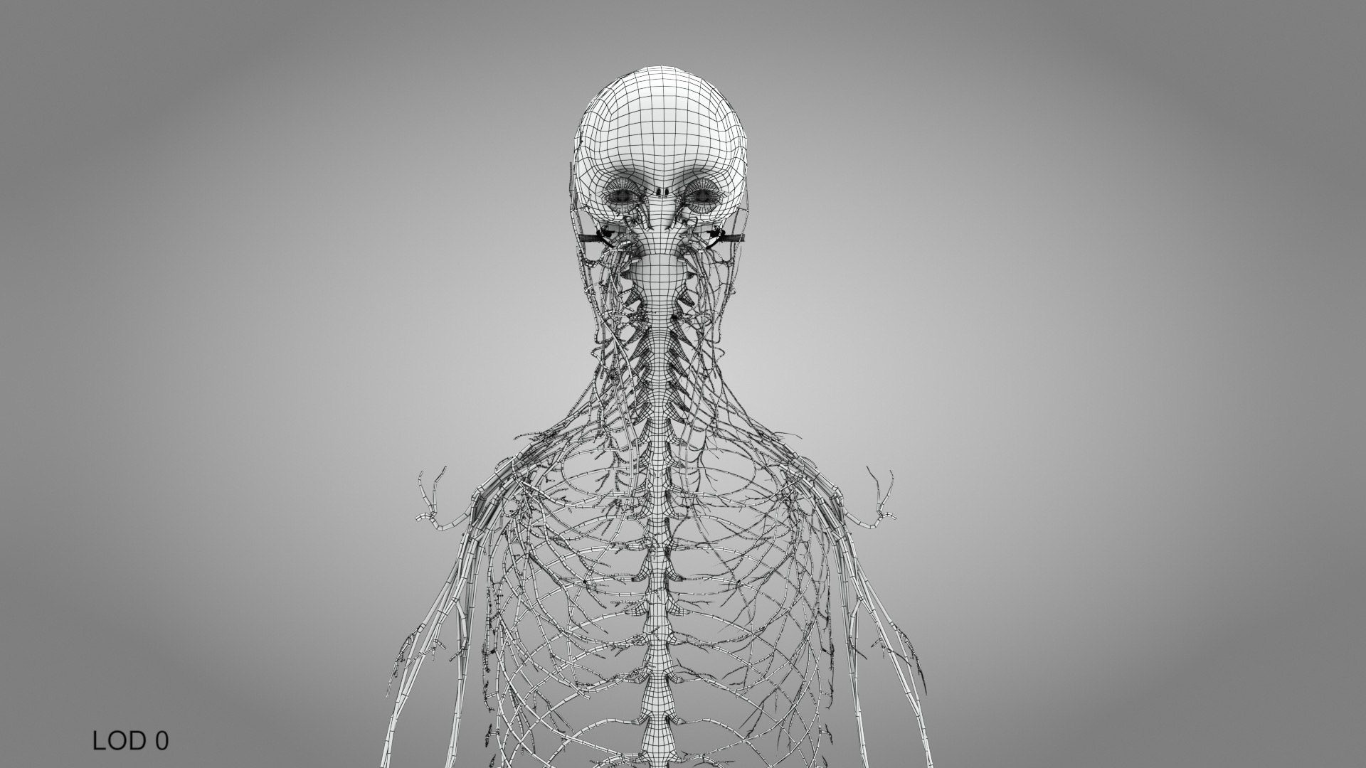 Brain and nervous system 3D https://p.turbosquid.com/ts-thumb/NM/SBGV3v/0h/brainandnervoussystem_00027/jpg/1657200736/1920x1080/fit_q87/14d62b354890aeddc41d46755e7e7869ab341cf2/brainandnervoussystem_00027.jpg