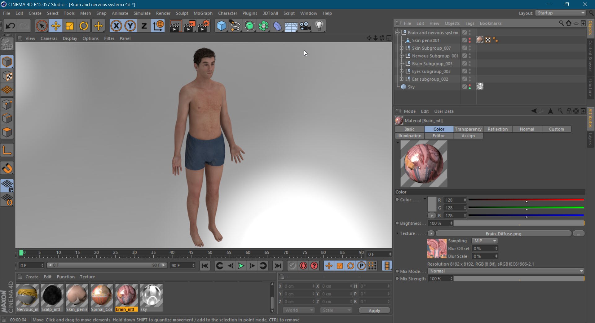 Brain and nervous system 3D https://p.turbosquid.com/ts-thumb/NM/SBGV3v/2J/20220630_234448/jpg/1657205845/1920x1080/fit_q87/c52af14f43237886747192747e8600f0f1d05110/20220630_234448.jpg