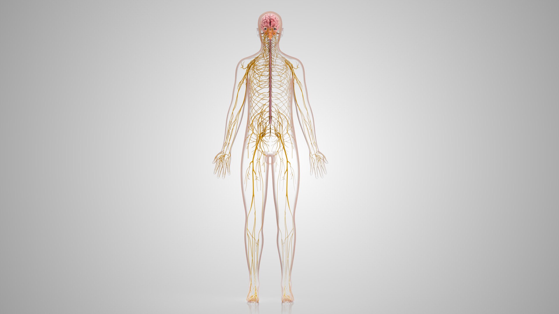 Brain and nervous system 3D https://p.turbosquid.com/ts-thumb/NM/SBGV3v/3k/brainandnervoussystem_00034/jpg/1657200748/1920x1080/fit_q87/06d735b96a4c01c052ceac291cfc769e1eab9b01/brainandnervoussystem_00034.jpg