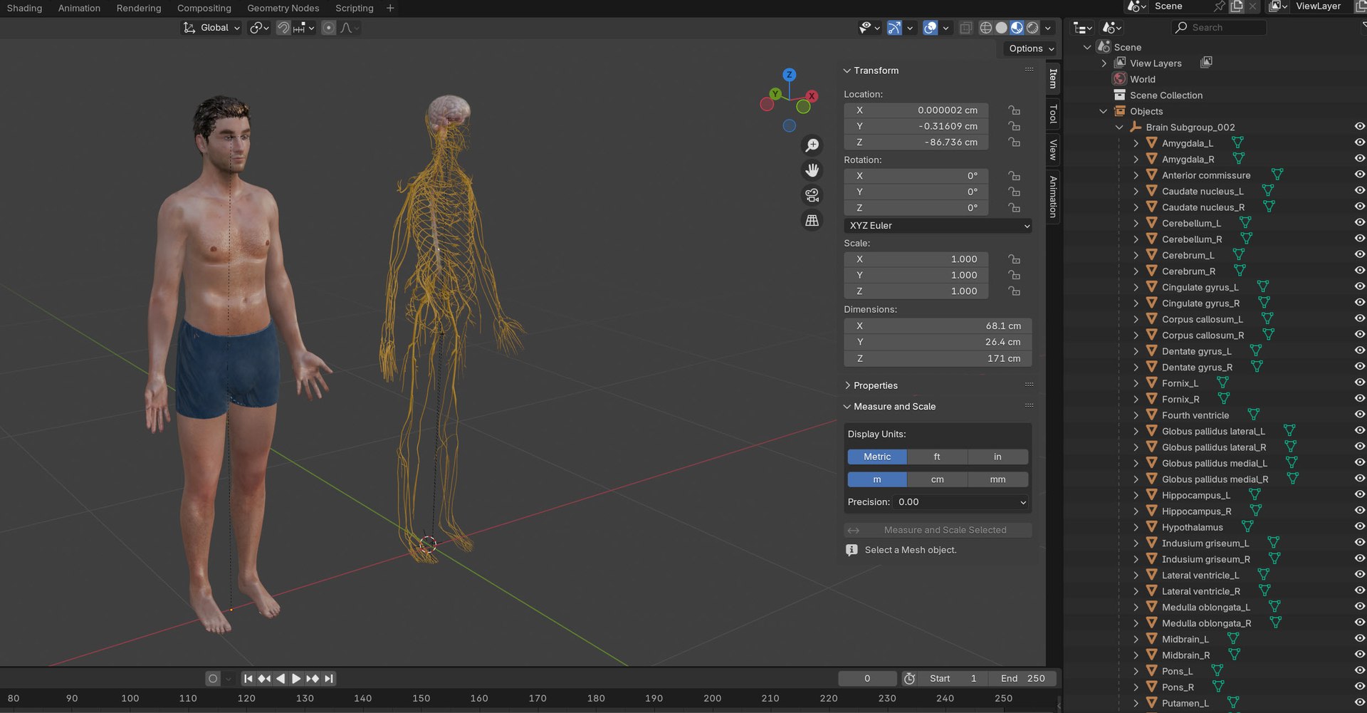Brain and nervous system 3D https://p.turbosquid.com/ts-thumb/NM/SBGV3v/9B/20251118_124345/jpg/1763792106/1920x1080/fit_q87/6ab2a6ad78da6adb40dc1e479aa4a63bb8e4c0c4/20251118_124345.jpg