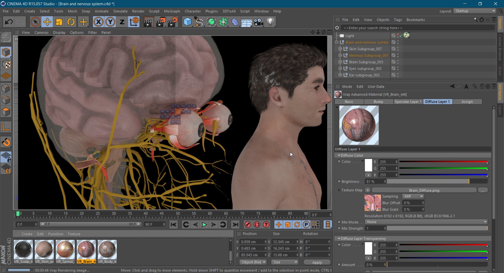 Brain and nervous system 3D https://p.turbosquid.com/ts-thumb/NM/SBGV3v/BN/20220630_235418/jpg/1657205845/1920x1080/fit_q87/02cc160b46337074f48c16a4fc15966151a34479/20220630_235418.jpg