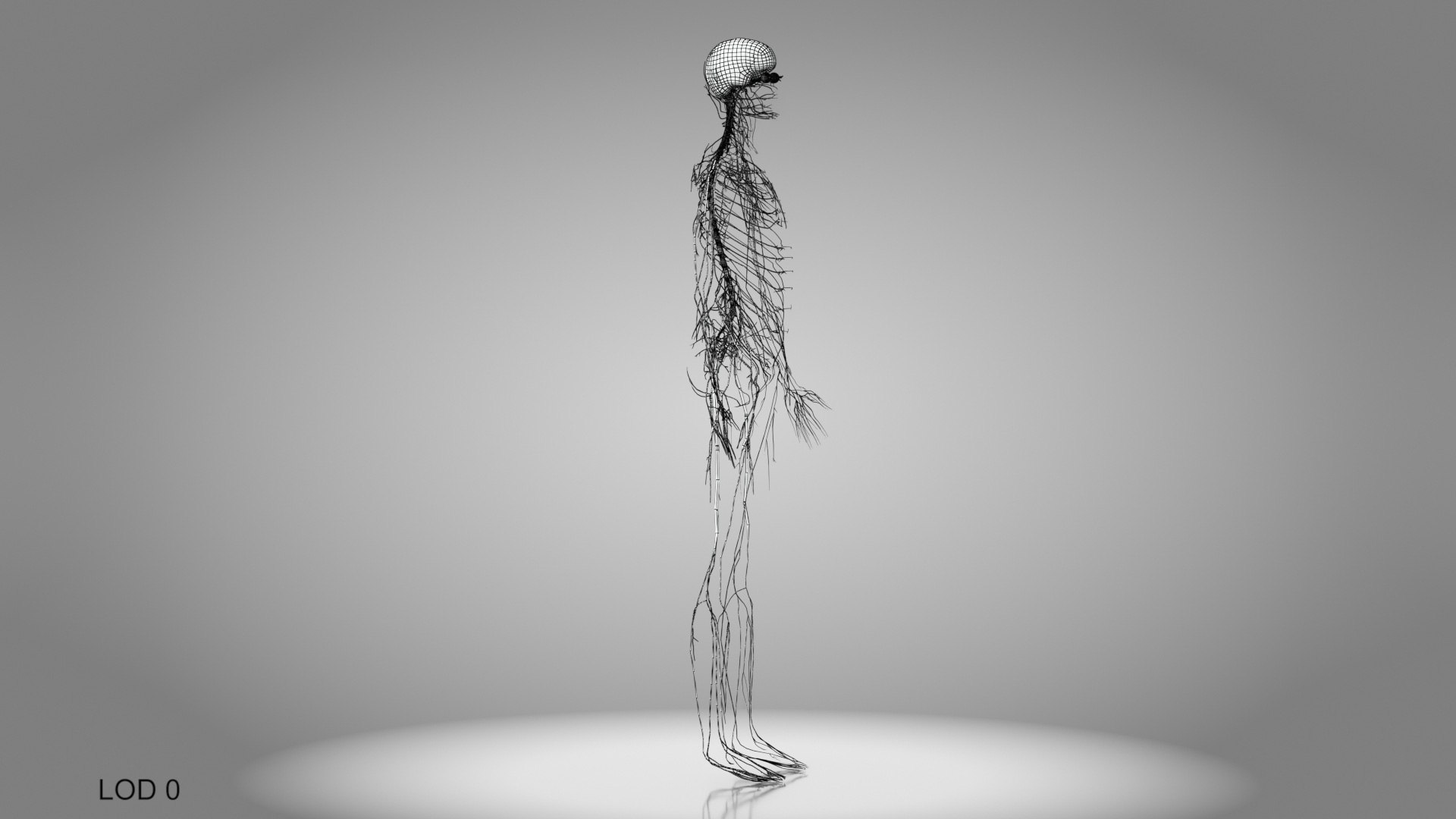 Brain and nervous system 3D https://p.turbosquid.com/ts-thumb/NM/SBGV3v/Gh/brainandnervoussystem_00025/jpg/1657200737/1920x1080/fit_q87/45b16cab924f9318ee69bfb38efbf1a7b487df39/brainandnervoussystem_00025.jpg
