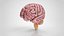 Cerveau et système nerveux