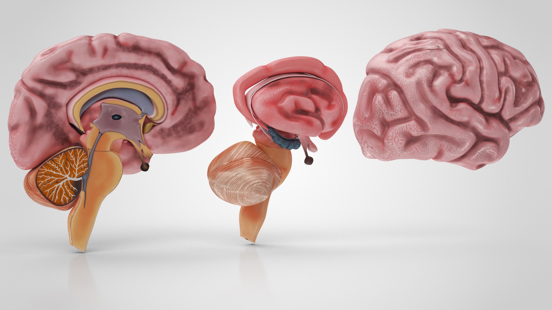 Brain and nervous system 3D https://p.turbosquid.com/ts-thumb/NM/SBGV3v/KX/brainanatomy7/jpg/1657200851/1920x1080/fit_q87/681c63f863f6d6001c0be8213f358fb3841da26b/brainanatomy7.jpg