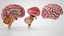 Cerveau et système nerveux