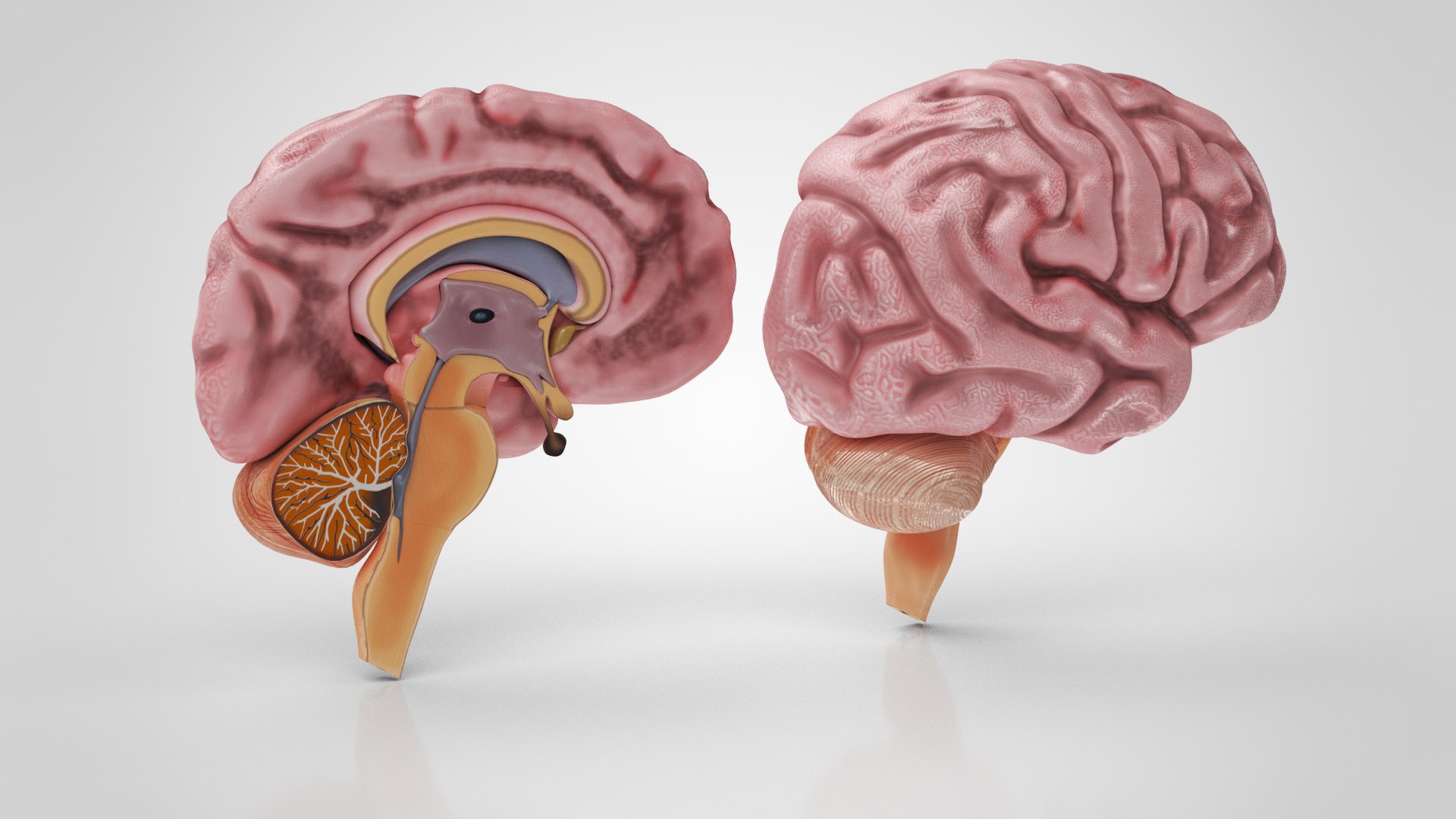 Brain and nervous system 3D https://p.turbosquid.com/ts-thumb/NM/SBGV3v/MQ/brainanatomy8/jpg/1657200852/1920x1080/fit_q87/dc5c258548f598fda9e8901e62f217912fca37a6/brainanatomy8.jpg