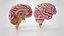 Cerveau et système nerveux