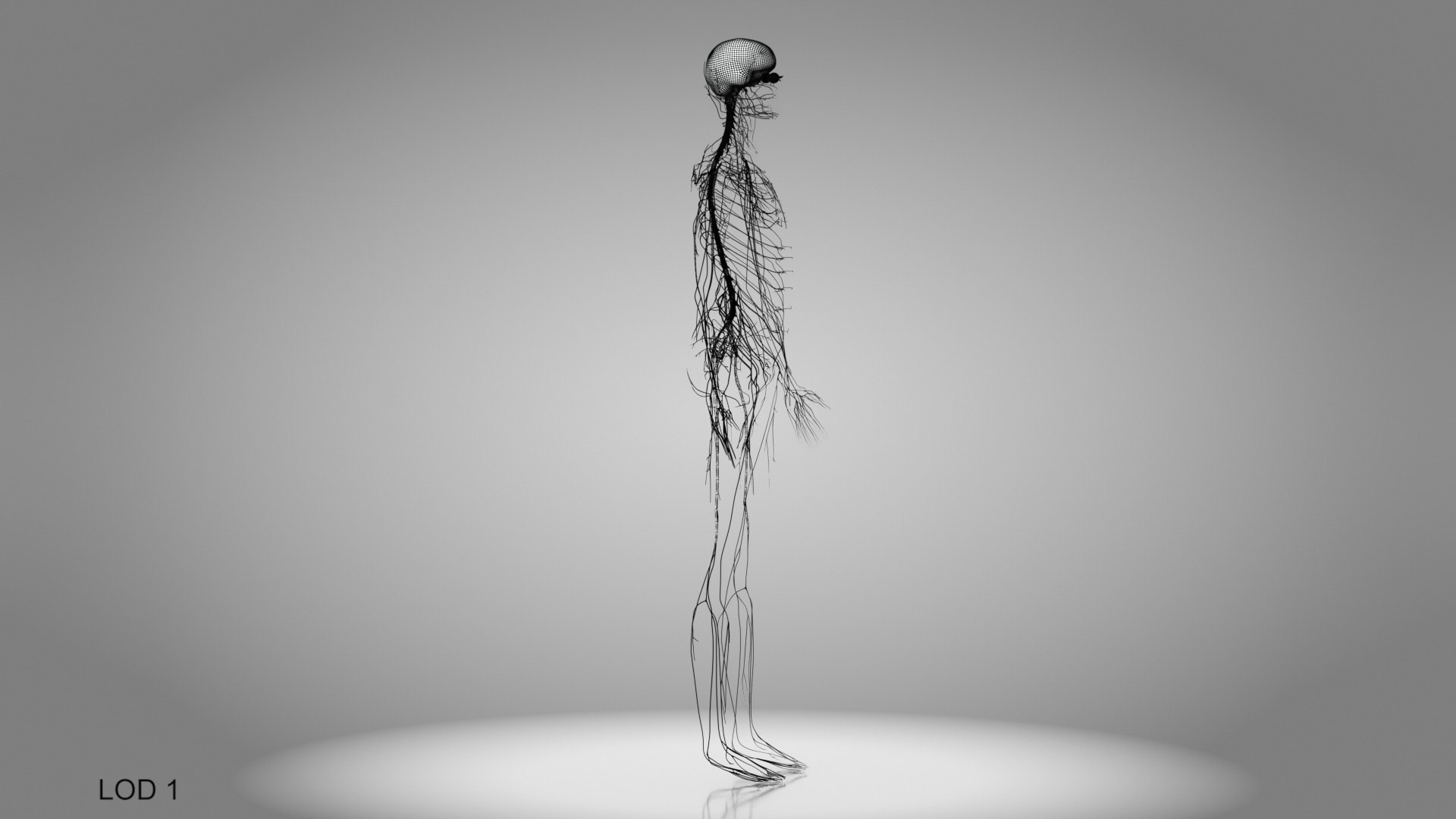 Brain and nervous system 3D https://p.turbosquid.com/ts-thumb/NM/SBGV3v/N5/brainandnervoussystem_00026/jpg/1657200737/1920x1080/fit_q87/874ca9df9404eabdf38bb035570e1bd93152d67b/brainandnervoussystem_00026.jpg