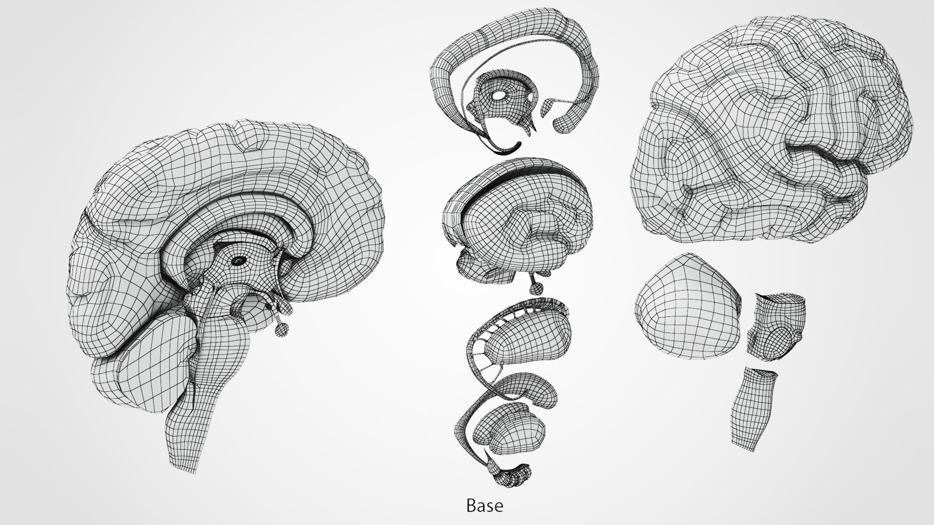 Brain and nervous system 3D https://p.turbosquid.com/ts-thumb/NM/SBGV3v/NY/ww00004/jpg/1657200849/1920x1080/fit_q87/4b6ace5ff1035843f8392fb4e7fd3c254b685db8/ww00004.jpg