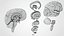 Cerveau et système nerveux