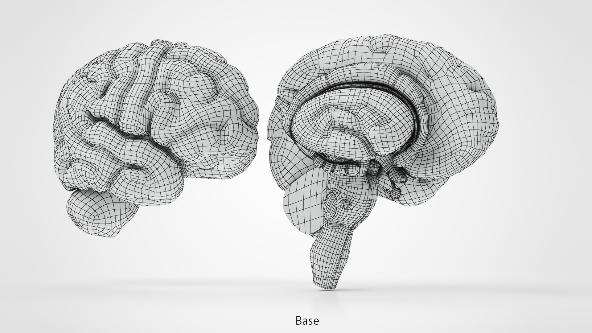 Brain and nervous system 3D https://p.turbosquid.com/ts-thumb/NM/SBGV3v/Pg/ww00001/jpg/1657200849/1920x1080/fit_q87/b7a958e124397b97c6745cd97c462609ad1c8224/ww00001.jpg