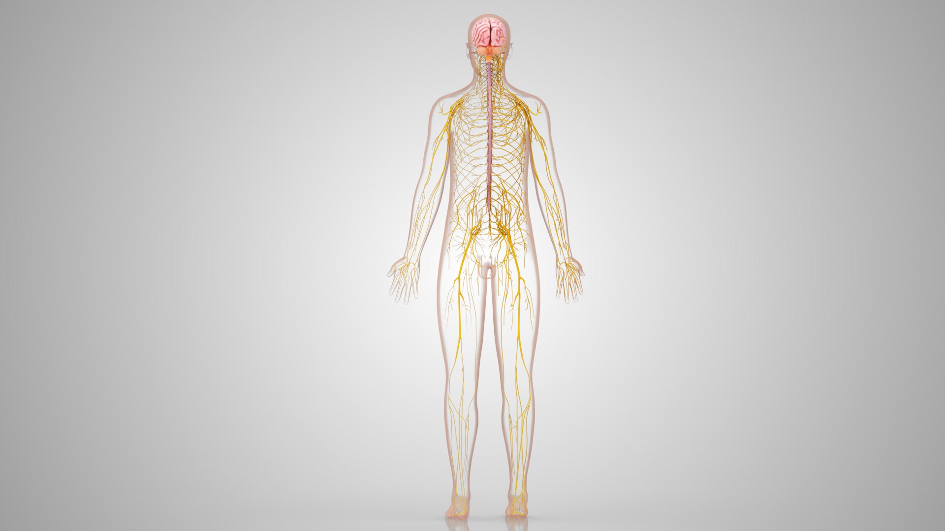 Brain and nervous system 3D https://p.turbosquid.com/ts-thumb/NM/SBGV3v/VE/brainandnervoussystem_00035/jpg/1657200748/1920x1080/fit_q87/ed49d3304712a68d8a11b5d59778e6c614d13655/brainandnervoussystem_00035.jpg