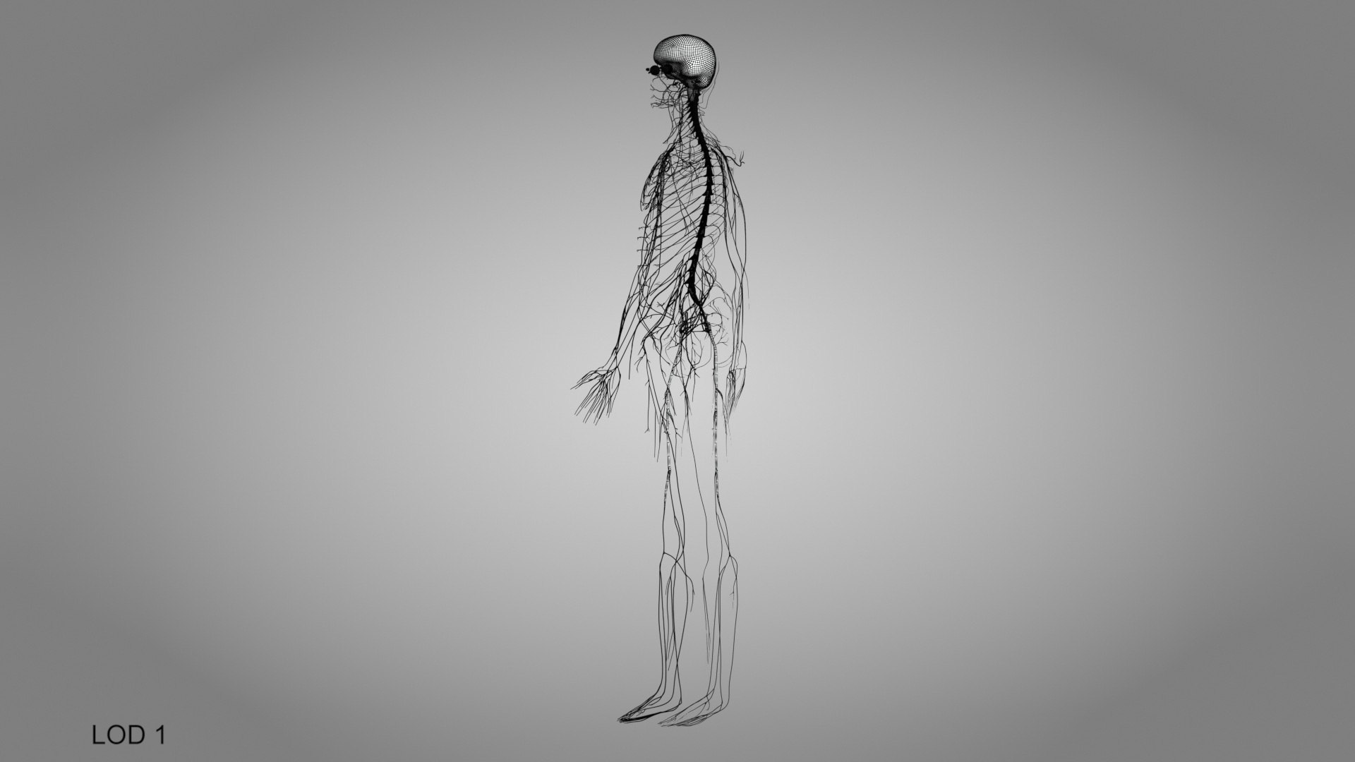 Brain and nervous system 3D https://p.turbosquid.com/ts-thumb/NM/SBGV3v/Xq/brainandnervoussystem_00018/jpg/1657200741/1920x1080/fit_q87/d660a9fe269a9b9ebf9bd6ef94c872315251b027/brainandnervoussystem_00018.jpg