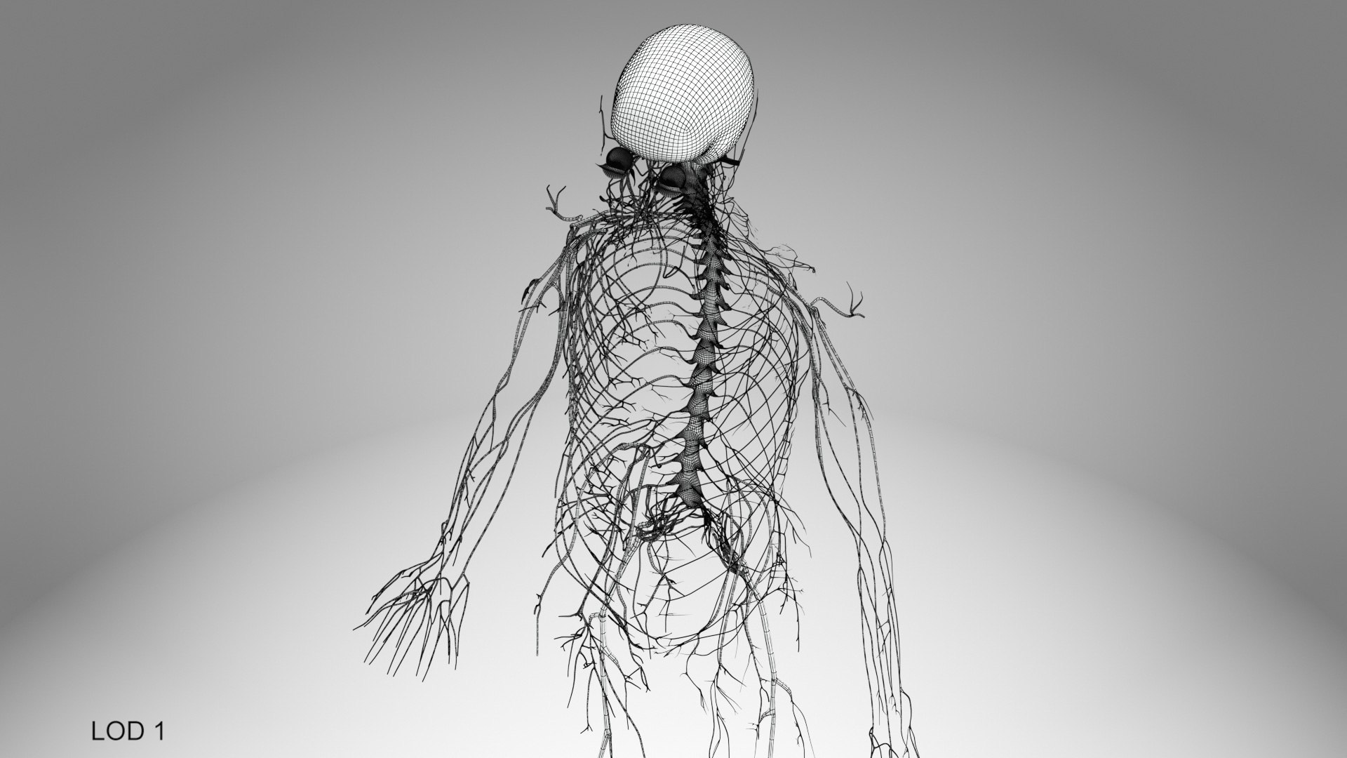 Brain and nervous system 3D https://p.turbosquid.com/ts-thumb/NM/SBGV3v/ZQ/brainandnervoussystem_00014/jpg/1657200742/1920x1080/fit_q87/858f3b650d57ae15c5ab4eaf31c66510c7703b95/brainandnervoussystem_00014.jpg