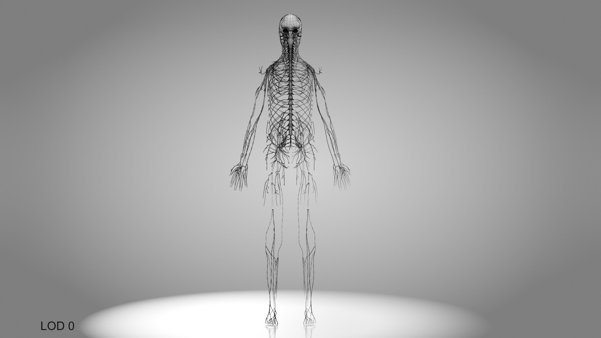 Brain and nervous system 3D https://p.turbosquid.com/ts-thumb/NM/SBGV3v/c4/brainandnervoussystem_00021/jpg/1657200739/1920x1080/fit_q87/32bfd87494d617ed23d3183689fe8ec83826157c/brainandnervoussystem_00021.jpg