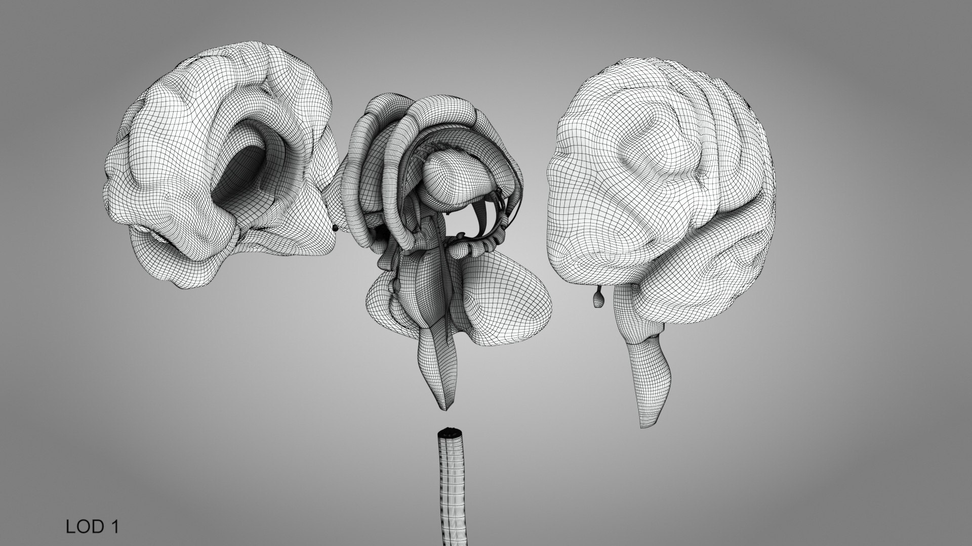 Brain and nervous system 3D https://p.turbosquid.com/ts-thumb/NM/SBGV3v/fy/brainandnervoussystem_00012/jpg/1657200743/1920x1080/fit_q87/538e94fa6c2d3970f21f2b8a4cdddc43c2ab672b/brainandnervoussystem_00012.jpg
