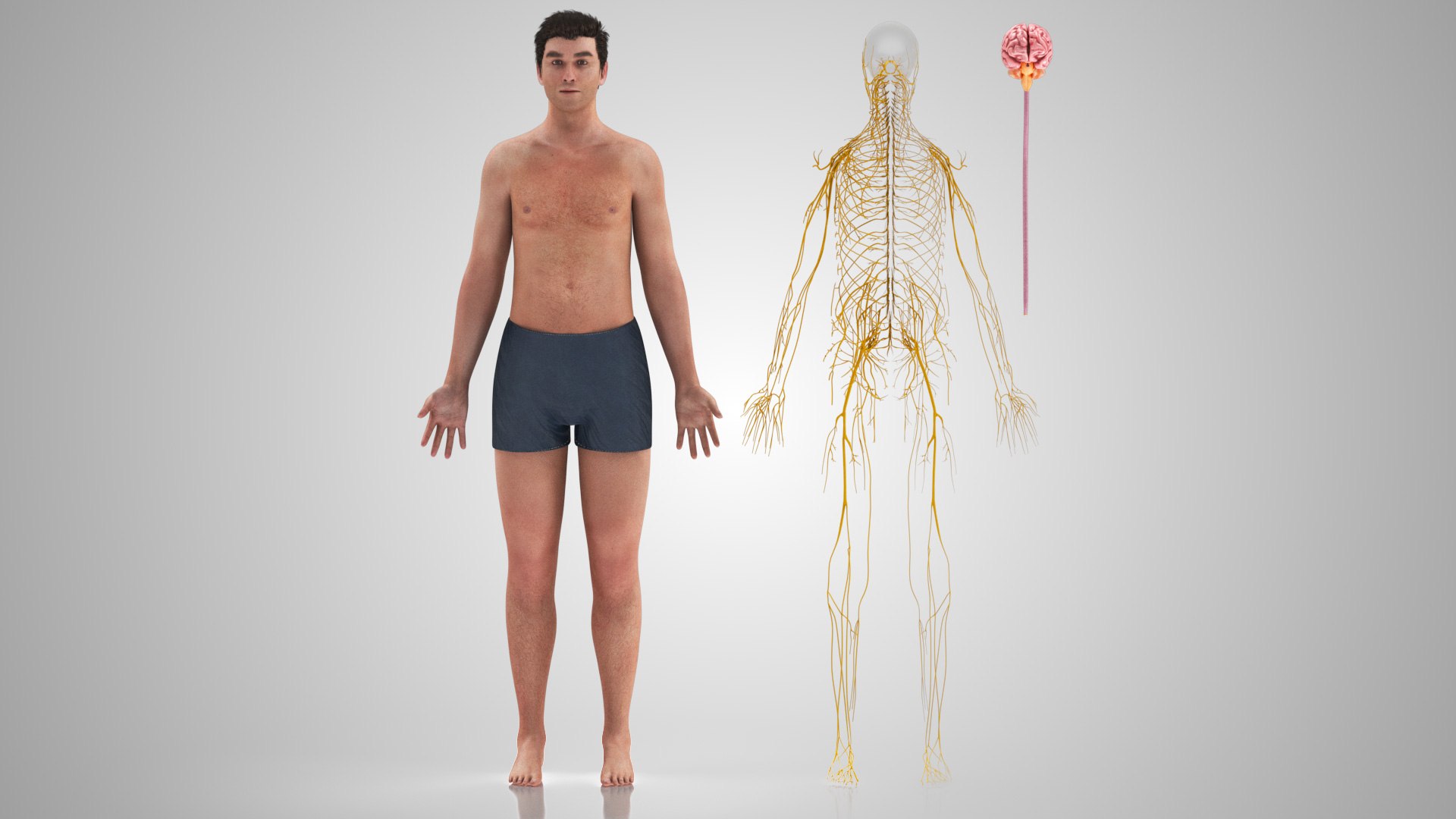 Brain and nervous system 3D https://p.turbosquid.com/ts-thumb/NM/SBGV3v/g2/brainandnervoussystem_028/jpg/1657200735/1920x1080/fit_q87/2b0adddccaa0fe9d00f5ceb00450f7cd818a2ebd/brainandnervoussystem_028.jpg