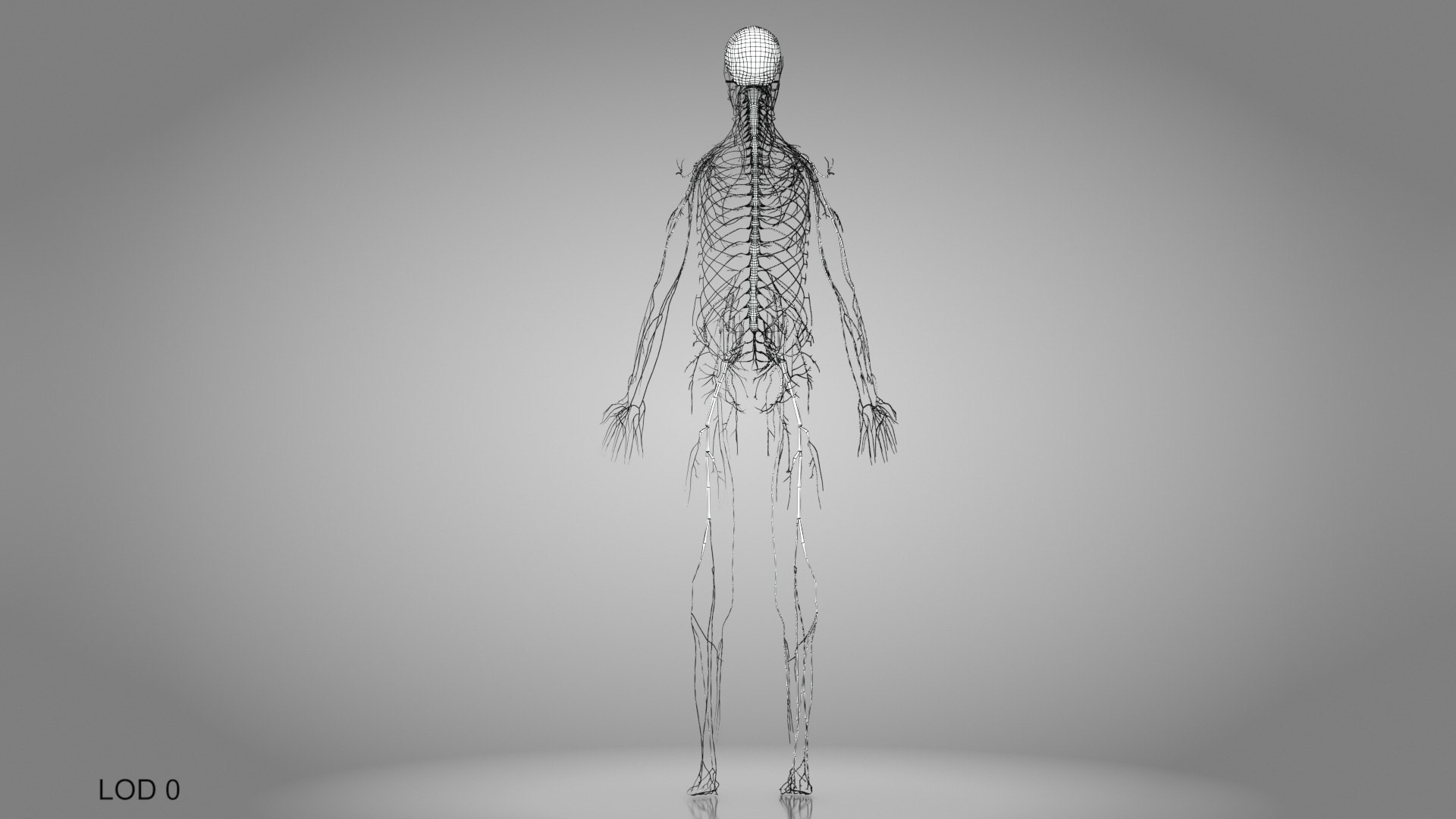 Brain and nervous system 3D https://p.turbosquid.com/ts-thumb/NM/SBGV3v/oA/brainandnervoussystem_00023/jpg/1657200738/1920x1080/fit_q87/e86695e74d50d15b39cec8b93340cf2a26e8f4b5/brainandnervoussystem_00023.jpg