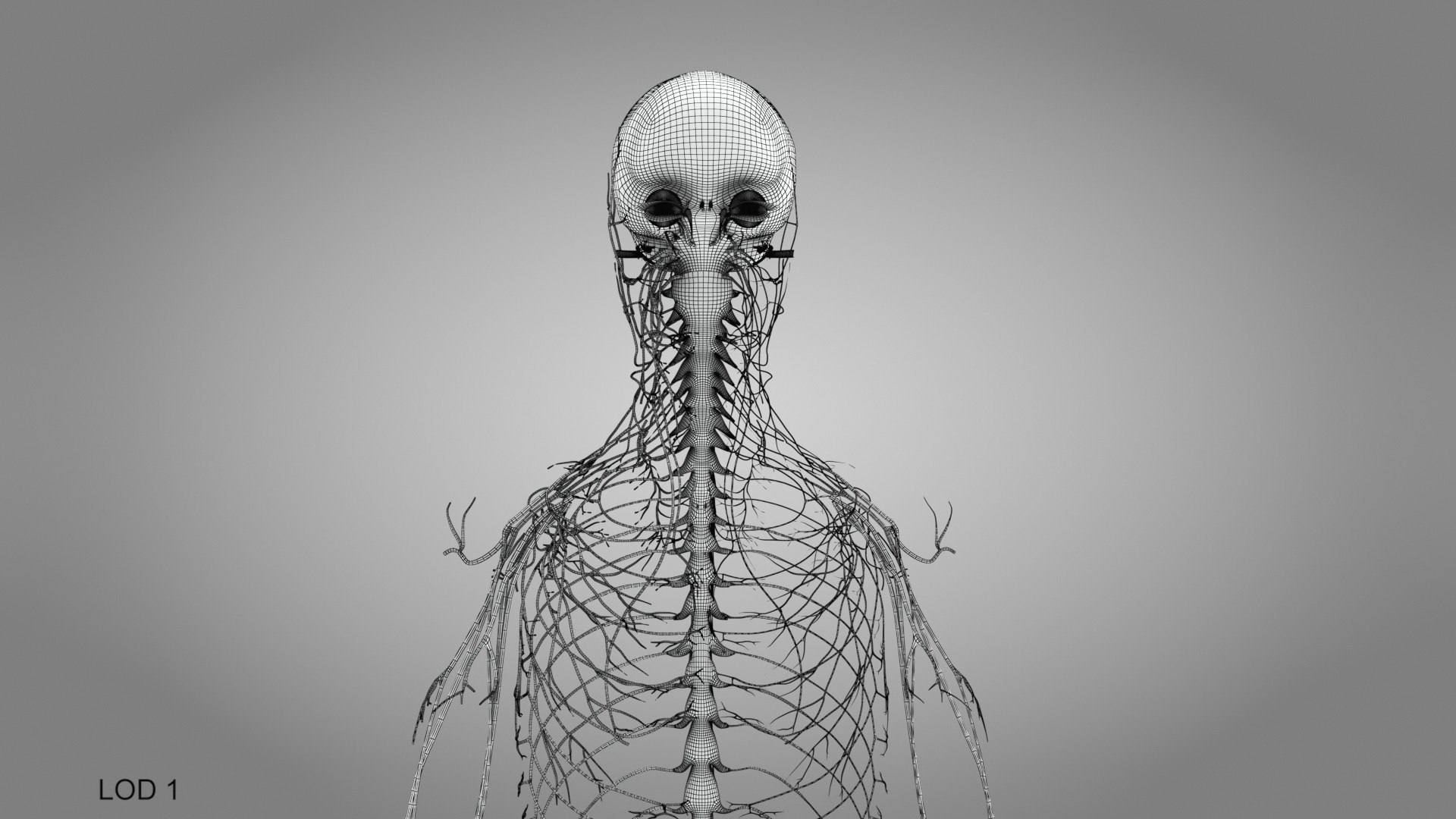 Brain and nervous system 3D https://p.turbosquid.com/ts-thumb/NM/SBGV3v/py/brainandnervoussystem_00028/jpg/1657200736/1920x1080/fit_q87/18513e06101d5b60f012e8a8450c8e1e99d74a6d/brainandnervoussystem_00028.jpg