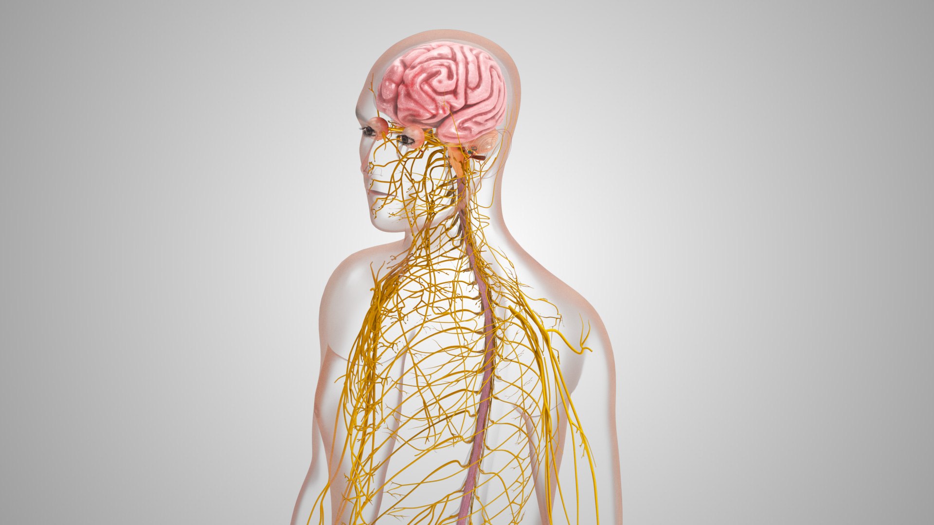 Brain and nervous system 3D https://p.turbosquid.com/ts-thumb/NM/SBGV3v/qB/brainandnervoussystem_00029/jpg/1657200734/1920x1080/fit_q87/07b514198bc9ac716ed75233974a515a496ce24b/brainandnervoussystem_00029.jpg