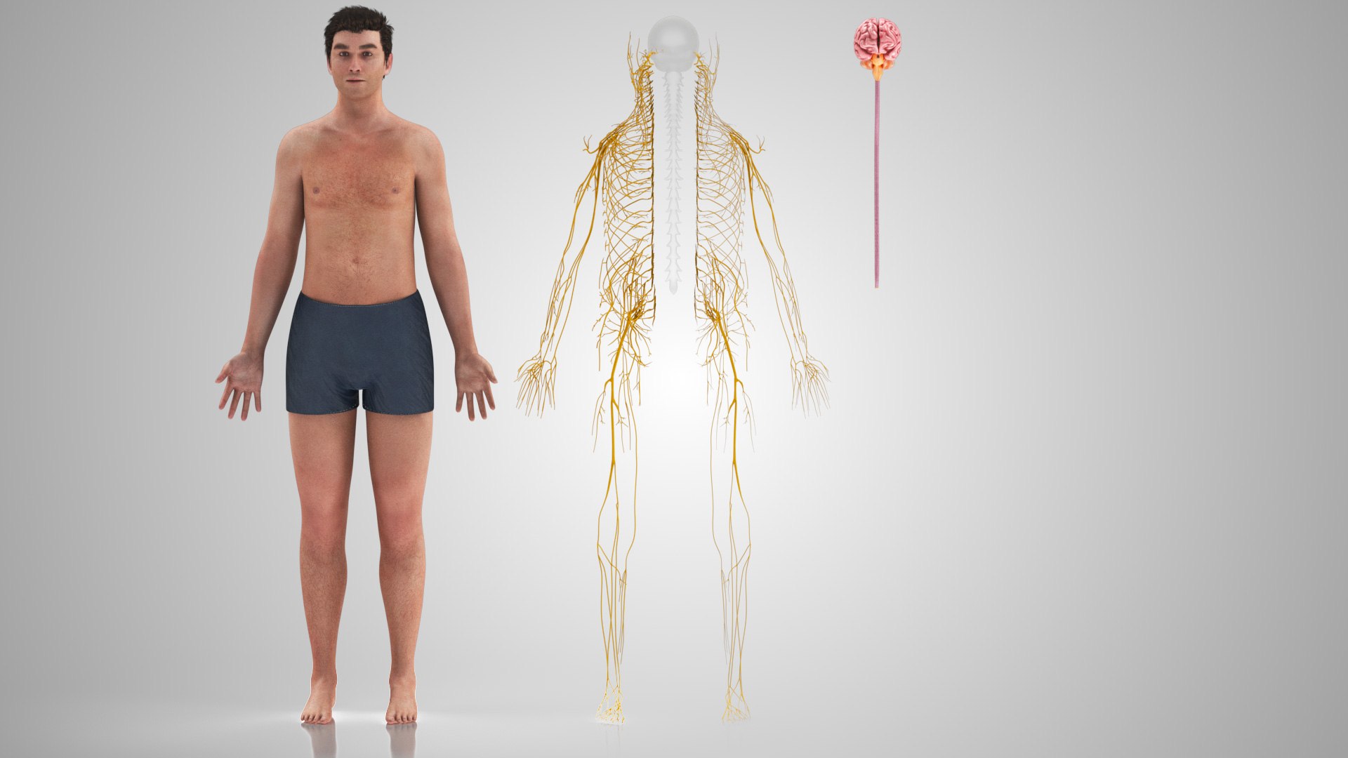 Brain and nervous system 3D https://p.turbosquid.com/ts-thumb/NM/SBGV3v/rN/brainandnervoussystem_00041/jpg/1657200746/1920x1080/fit_q87/f69f220de4cbdeb224a7397760b9ab7481c1c8e4/brainandnervoussystem_00041.jpg