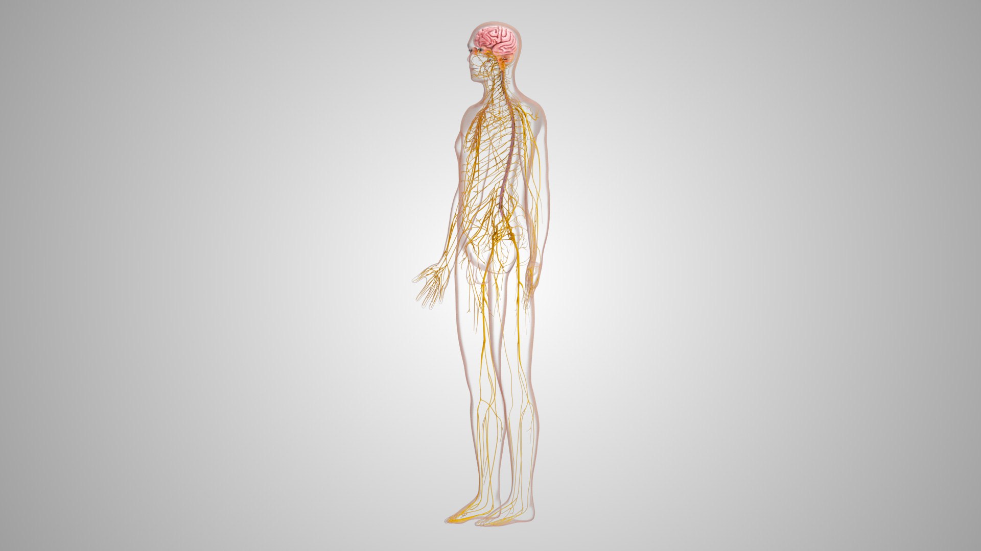 Brain and nervous system 3D https://p.turbosquid.com/ts-thumb/NM/SBGV3v/sc/brainandnervoussystem_00032/jpg/1657200749/1920x1080/fit_q87/415f9116d2e366453d4267ad997d62c1c67ddcb8/brainandnervoussystem_00032.jpg