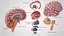 Cerveau et système nerveux