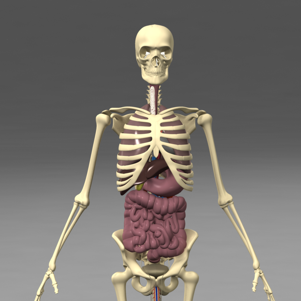 anatomy skeleton internal organs 3d model