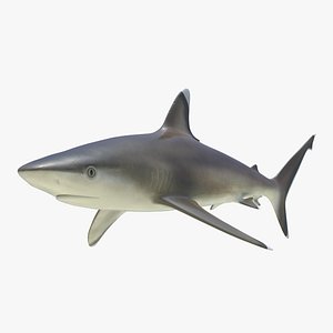 Silvertip Shark 3D Model